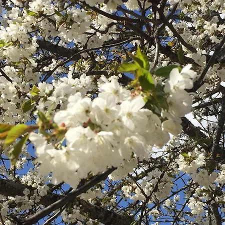 アパート Petit De Charme Eau Chaude Solaire Renovation 2021 Wifi Disponible Belvedere 5 *